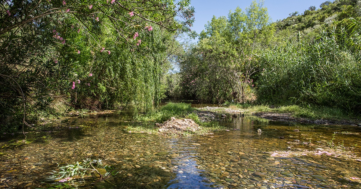 Freshwater spring and woodland at Fonte da Benémola near Loulé