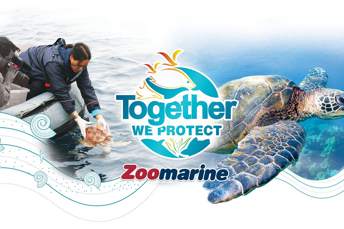 Zoomarine Together We Protect conservation imagery with sea turtle release and swimming turtle
